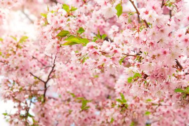 cherry blossom. pink and beautiful sakura. spring flowers. Beautiful nature with a blooming tree and sunlight.