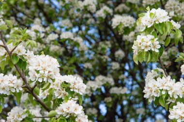 Spring apple tree with white flowers. Spring border or background art with white flowers. Beautiful nature with a blooming tree and sunlight.