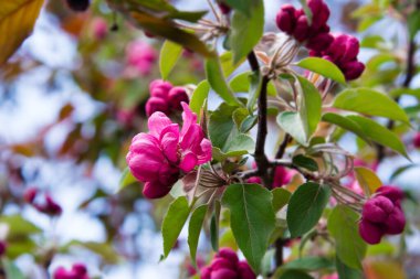cherry blossom. pink and beautiful sakura. spring flowers. Beautiful nature with a blooming tree and sunlight.