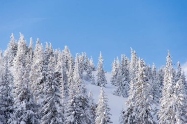 Snow covered trees in the mountains. Picturesque winter scene. Magic winter forest. Natural landscape with beautiful sky. Happy New Year!