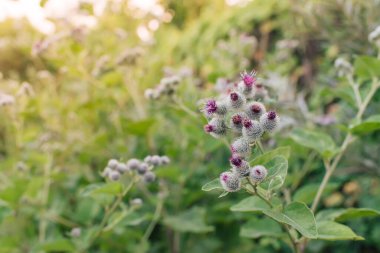 Burdock dikenli mor çiçek, yeşil tomurcuklar ve bitkisel bahçede yapraklar. Çiçekli şifalı bitki dulavratotu