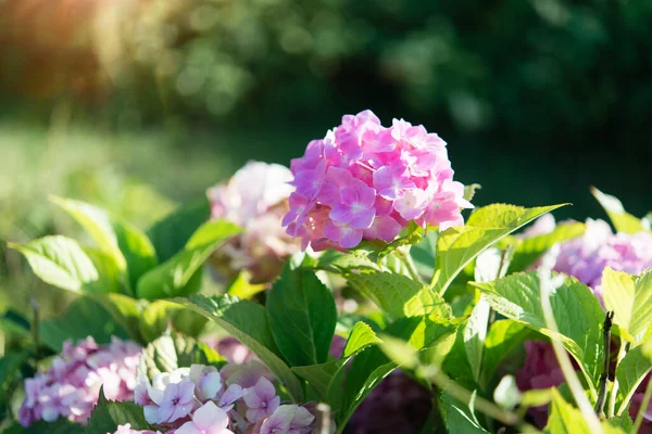 Rosa Hortensia Buskar Parken Selektivt Fokus Vacker Buske Blommande Blommor — Stockfoto