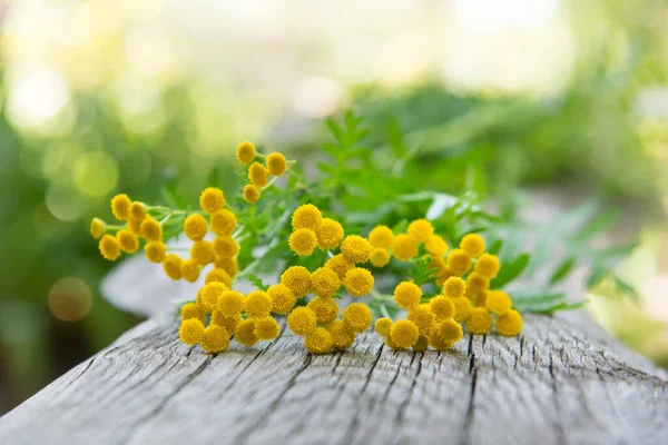Detail Žlutých Malých Květin Tansy Officinalis Dřevěném Pozadí Zahradě — Stock fotografie