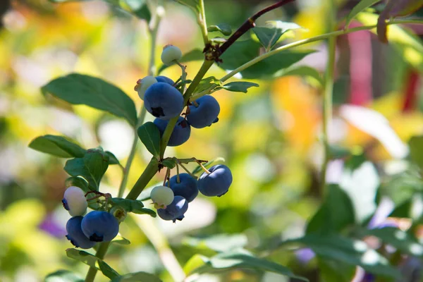 Ripe blueberry bush growing in the garden, organic juicy berries, blueberry plant. Blue berry hanging on a branch, organic healthy food