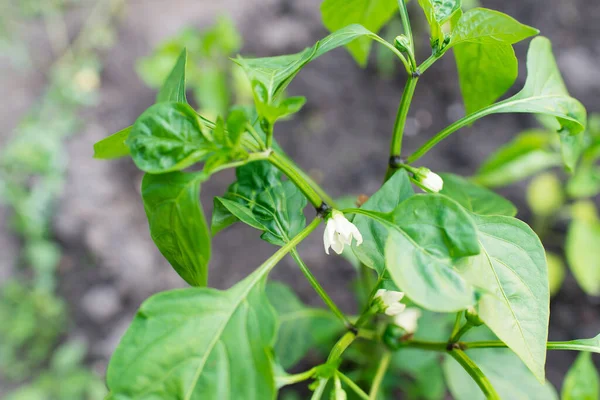 stock image close up of a pepper plant with white small flowers