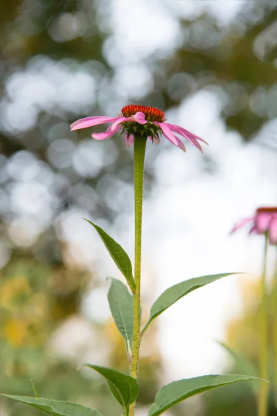 Fioletowe Echinacea Kwitnące Echinacea Purpurea Roślina Ogrodzie Roślina Lecznicza Dla — Zdjęcie stockowe