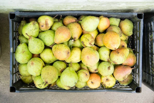 Juicy Fragrant Pears Box Health Food Harvest Pears — Stock Photo, Image