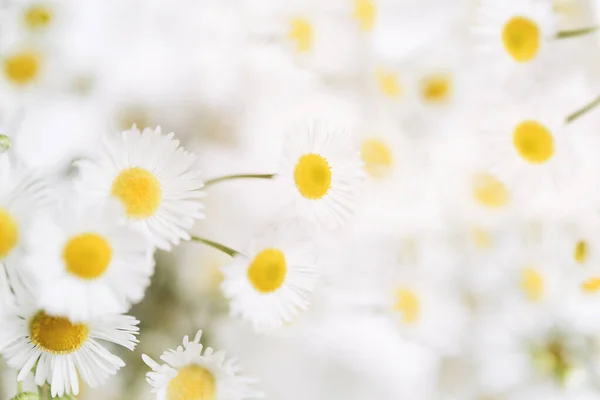 幸せな母の日 女性の日や誕生日のパステルカラーの背景 花のミニマリズムグリーティングカード 繊細な白いデイジーの花 — ストック写真