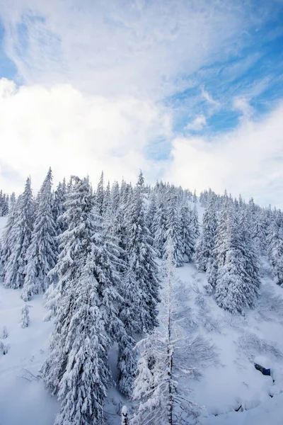 Schneebedeckte Bäume Den Bergen Malerische Winterlandschaft Magischer Winterwald Naturlandschaft Mit — Stockfoto
