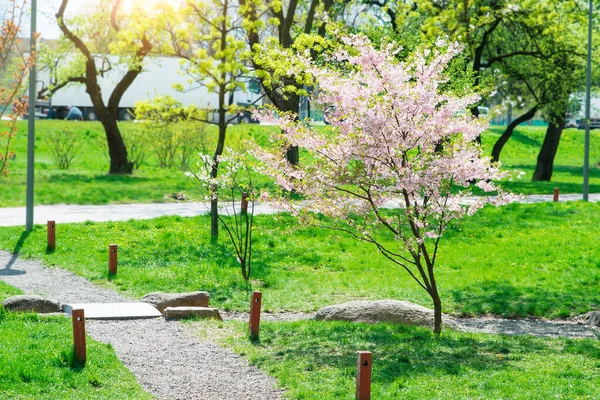 粉红色的樱桃树花 樱花花 公园里风景如画的小巷 春天开满了樱花和绿草 — 图库照片