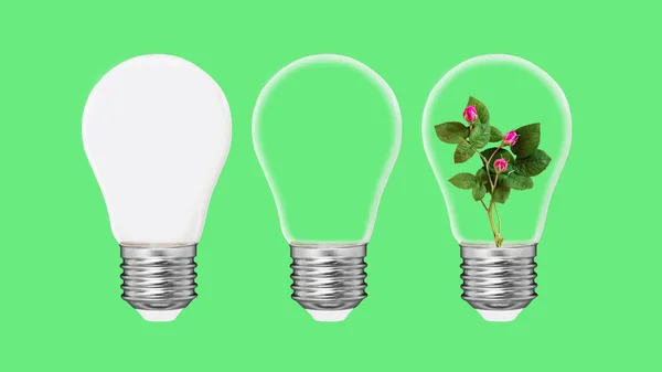 Three light bulbs on green background. White and transparent light bulbs with one different idea. Roses. Plant growing in the bulb concept. Environmental protection, renewable energy sources.