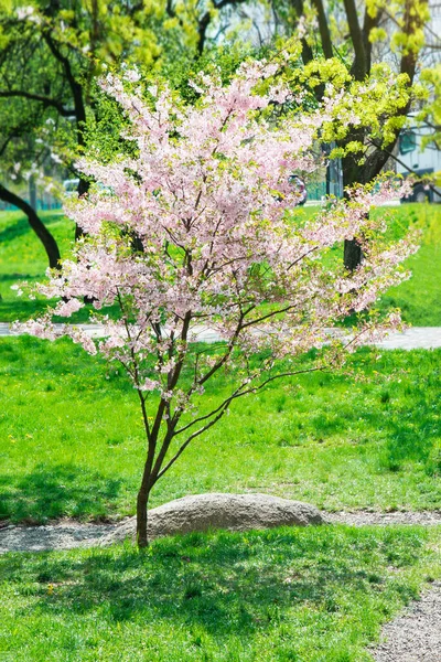 桜のピンクの花 春には桜と緑の芝生が広がる公園の絵のような路地 — ストック写真