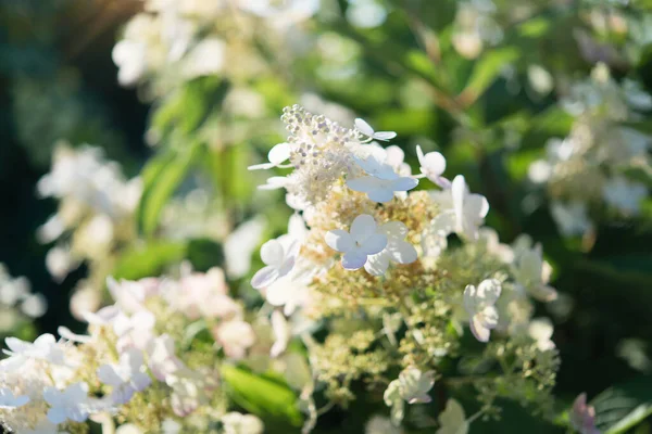 Fehér Hortenzia Bokrok Parkban Szelektív Összpontosítani Egy Gyönyörű Bokor Virágzó — Stock Fotó