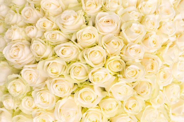 Много Белых Роз Качестве Цветочного Фона Букет Белых Роз — стоковое фото