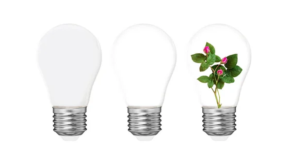 三个灯泡隔离 白色和透明的灯泡有一个不同的想法 在球茎概念中生长的植物 环境保护 可再生能源 — 图库照片