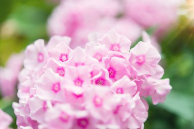 Plox (Phlox paniculata), canlı yaz çiçekleri. Güneşli bir günde bahçede çiçek açan fenomen dalları. Yumuşak bulanık seçici odak.