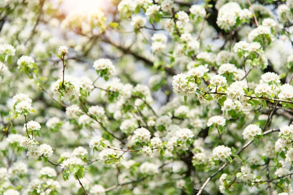 白い花と春のリンゴの木 春の境界線や白花の背景アート 満開の木と太陽の光で美しい自然 — ストック写真