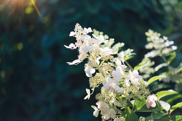Vita Hortensia Buskar Parken Selektivt Fokus Vacker Buske Blommande Blommor — Stockfoto