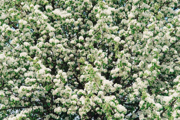 Våräppelträd Med Vita Blommor Vårkanten Eller Bakgrundskonst Med Vita Blommor — Stockfoto