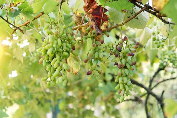 Duże Grona Winogron Winorośle Ogrodzie Ogrodnictwo Sezonowe Zbiory — Zdjęcie stockowe