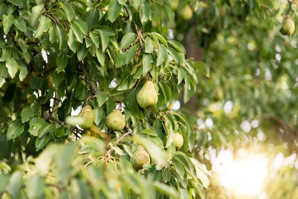 枝に果実をつけます 庭付きの果物の木 旬の収穫 — ストック写真