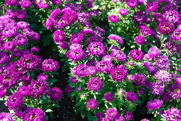 公園に紫色のキャスターの茂み 夏に太陽の下で開花する花や緑の葉の美しい茂みに選択的な焦点 — ストック写真