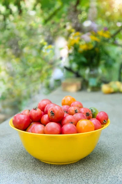 Harvesting Close Red Yellow Ripe Tomatoes Plastic Bowl Organic Farm — Stock Photo, Image