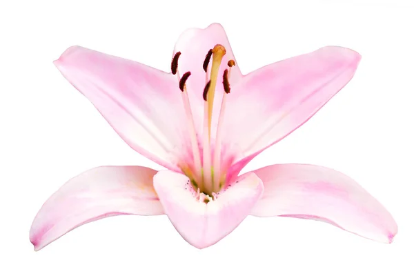 Розовый Цветок Лилии Белом Фоне — стоковое фото