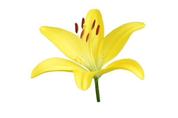 Flor Lírio Amarelo Isolado Fundo Branco — Fotografia de Stock