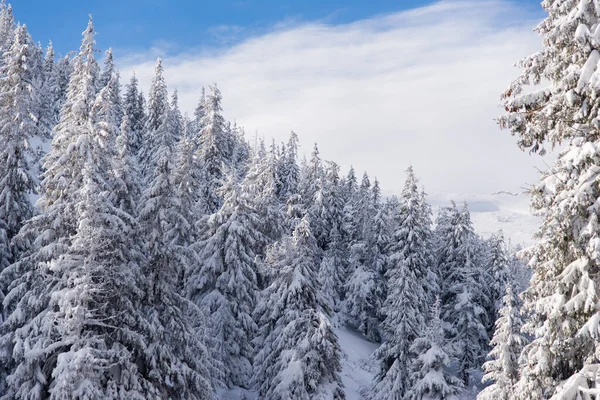 Snötäckta Träd Bergen Pittoresk Vinterscen Magiska Vinterskogar Naturlandskap Med Vacker — Stockfoto