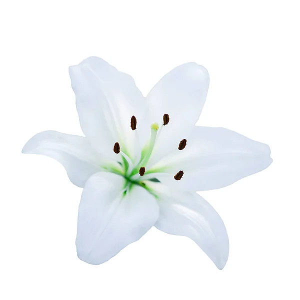 Flor Lírio Branco Isolado Fundo Branco — Fotografia de Stock