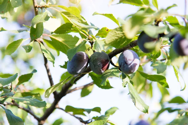 枝に梅の実が付きます 庭付きの果物の木 旬の収穫 — ストック写真