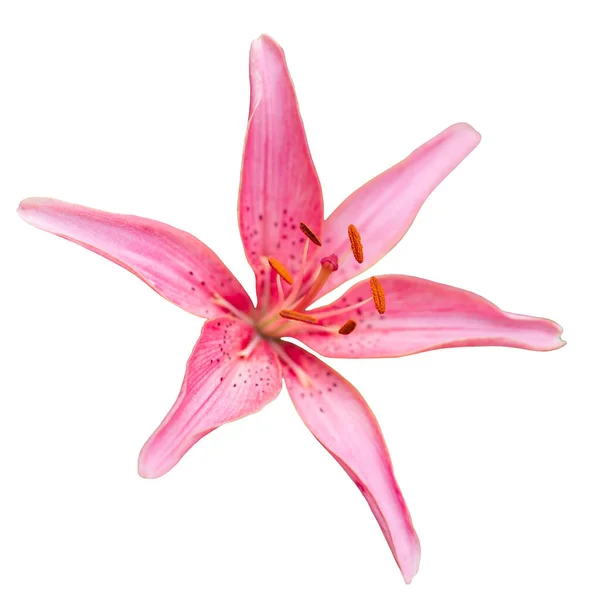Розовый Цветок Лилии Белом Фоне — стоковое фото