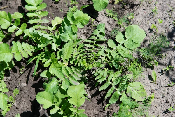 Green Daikon Leaves Fresh Young Daikon Grows Fertile Soil Garden — Stock Photo, Image