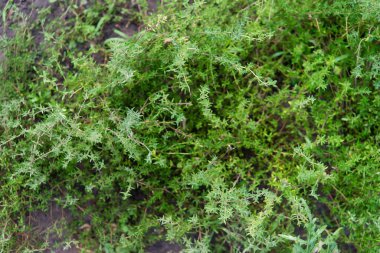 Taze otlar (Thymus vulgaris) çalılar. Bahçedeki kekik bitkisi. Kekik dalları, kokulu yapraklar ve bitkiler. Minik yapraklı daimi bitki. Açık havada yetişen yeşil kekiğin makro görüntüsü