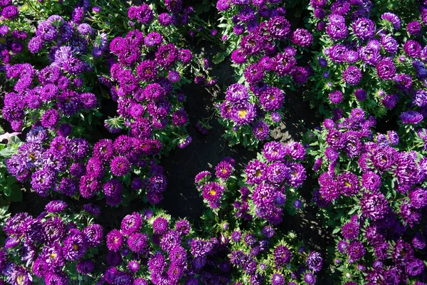 Purple Asters Bushes Park Selective Focus Beautiful Bush Blooming Flowers — Stock Photo, Image