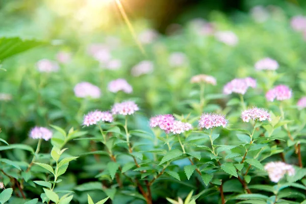 Närbild Vacker Lila Blomma Med Blommor Parken Selektivt Fokus Vacker — Stockfoto