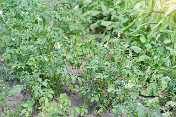 Świeże Ziemniaki Pola Uprawnego Widok Zielonych Roślin Ziemniaka Rozkwicie Rolnictwo — Zdjęcie stockowe