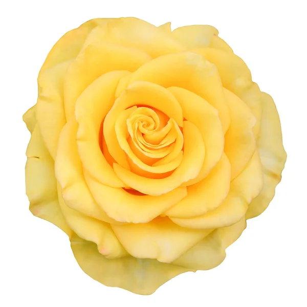 Ένα Όμορφο Κίτρινο Τριαντάφυλλο Απομονωμένο Λευκό Φόντο — Φωτογραφία Αρχείου