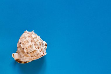  Deniz kabukları. Yaz konsepti. Mavi zemin üzerinde güzel deniz kabukları olan düz bir kompozisyon, üst görünüm, model, metin için boşluk kopyala.