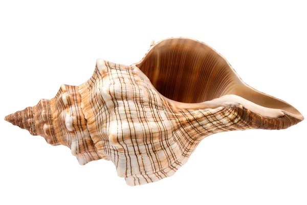 シーシェル 夏のコンセプト 白い背景に隔離された美しい貝殻とフラットレイ構成 トップビュー モックアップ — ストック写真