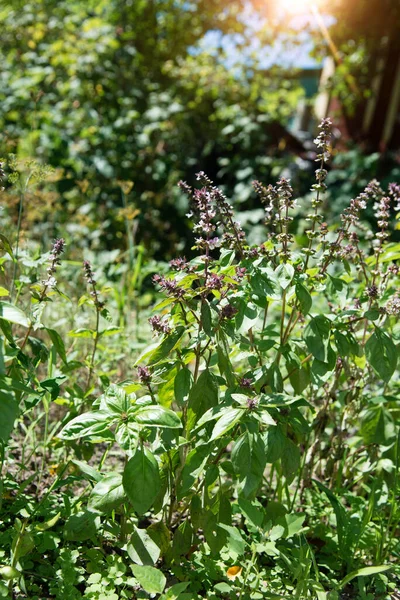 Grüne Basilikumblätter Frisches Junges Basilikum Wächst Auf Fruchtbarem Boden Garten — Stockfoto