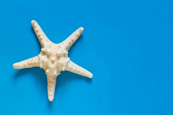 Composición Puesta Plana Con Hermosas Estrellas Mar Mesa Color Azul — Foto de Stock