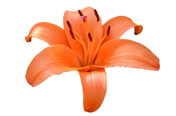 Orange lily flower isolated on white background. One flower.