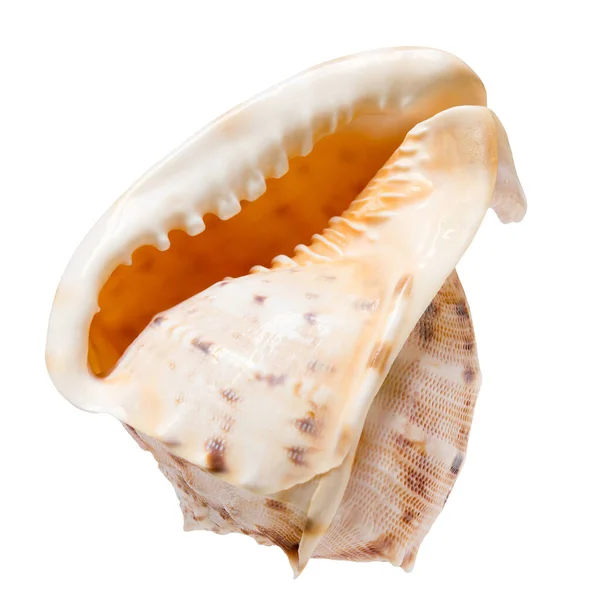 Seashell Concept Été Composition Plat Avec Belle Coquille Isolée Sur — Photo