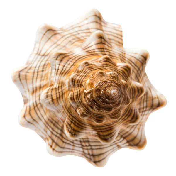 Deniz Kabuğu Yaz Konsepti Beyaz Zemin Üst Manzara Modelleme Üzerinde — Stok fotoğraf