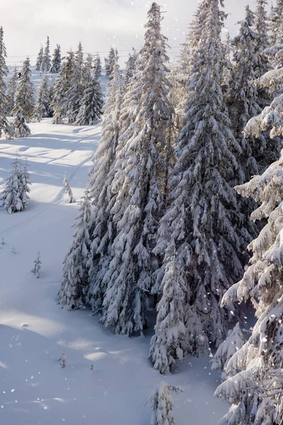 Neve Cobriu Árvores Nas Montanhas Cena Inverno Pitoresca Floresta Mágica — Fotografia de Stock