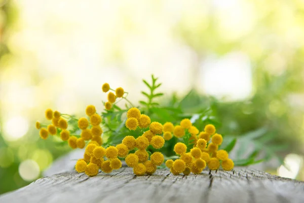 Minimal Floral Frame Made Yellow Tansy Flowers Wooden Background Village — Stock Photo, Image