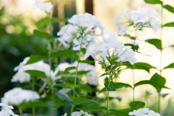 Fehér Phlox Bokrok Parkban Szelektív Összpontosítani Egy Gyönyörű Bokor Virágzó — Stock Fotó