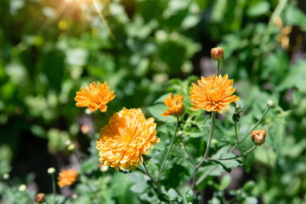 Cespugli Crisantemo Giallo Nel Parco Focus Selettivo Bellissimo Cespuglio Fiori — Foto Stock